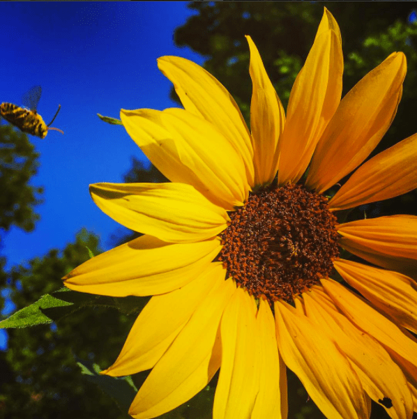 Screen Shot 2017-07-19 at 1.02.37 PM